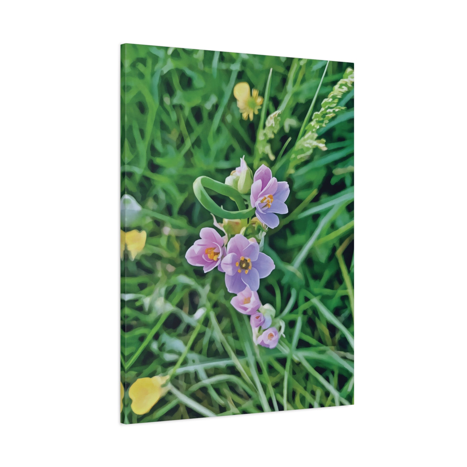 Stretched Matte Canvas - Flower of Allium Roseum