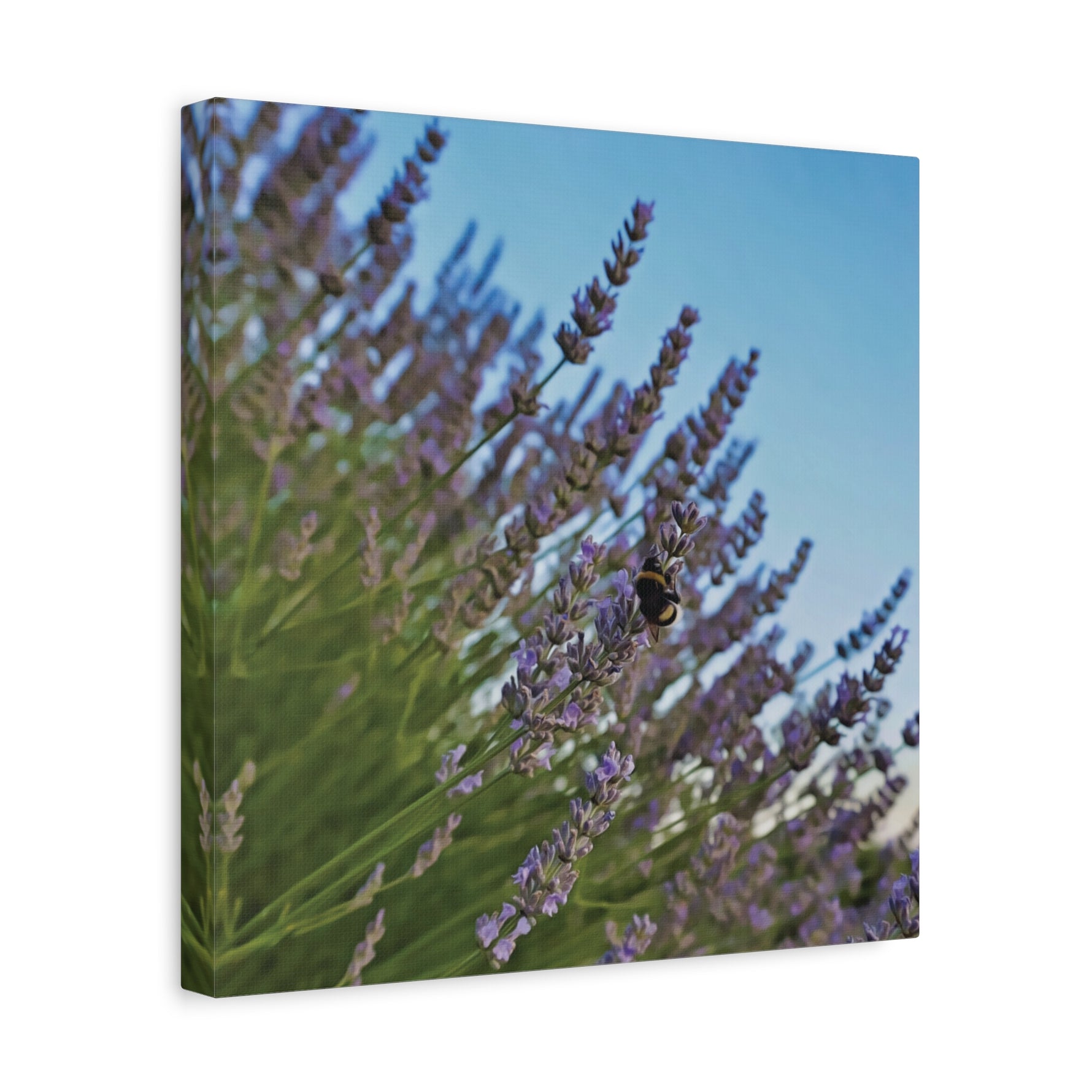 Stretched Matte Canvas - Flower of Lavender with Bombus Insect (Variant 1)