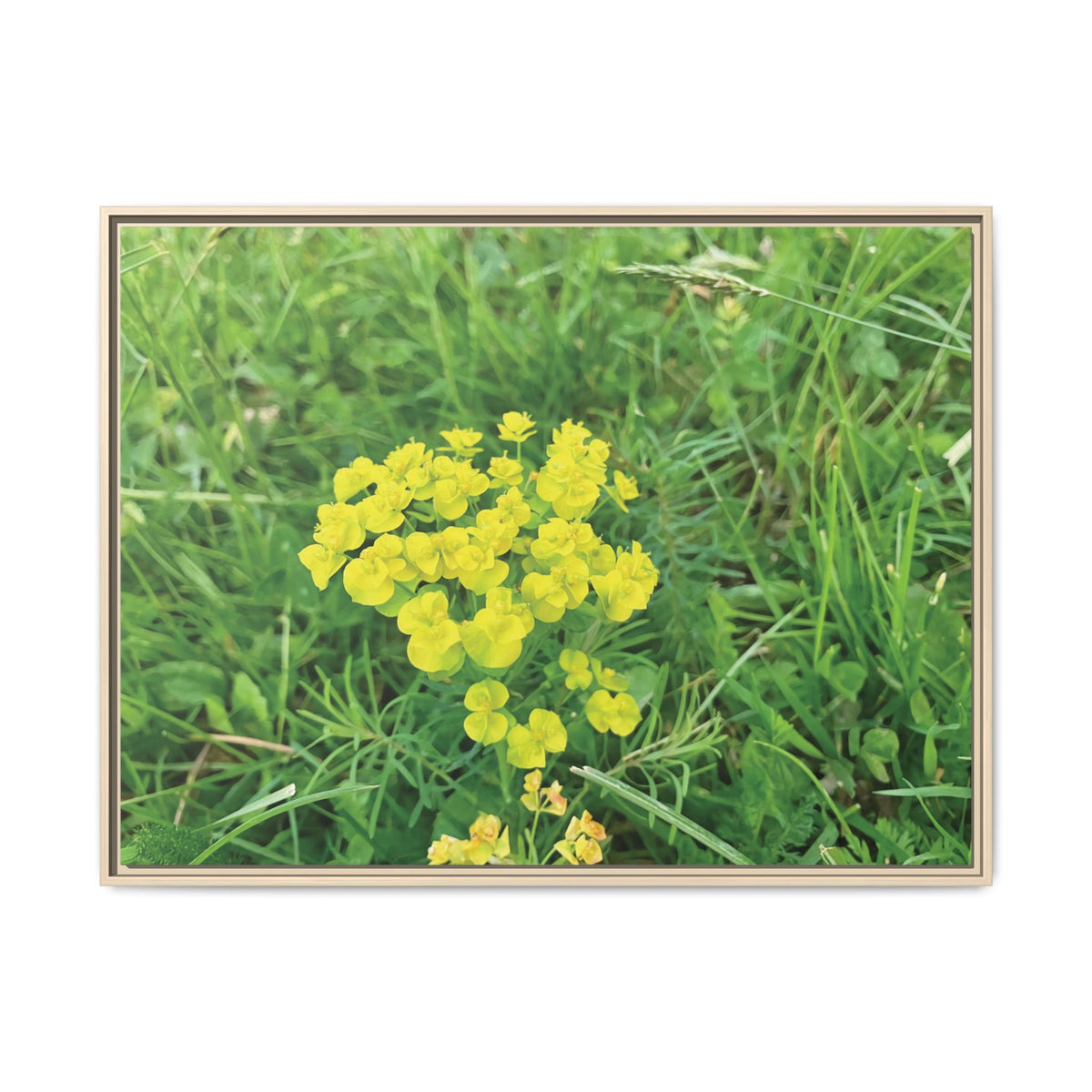 Euphorbia Cyparissias | Framed Canvas