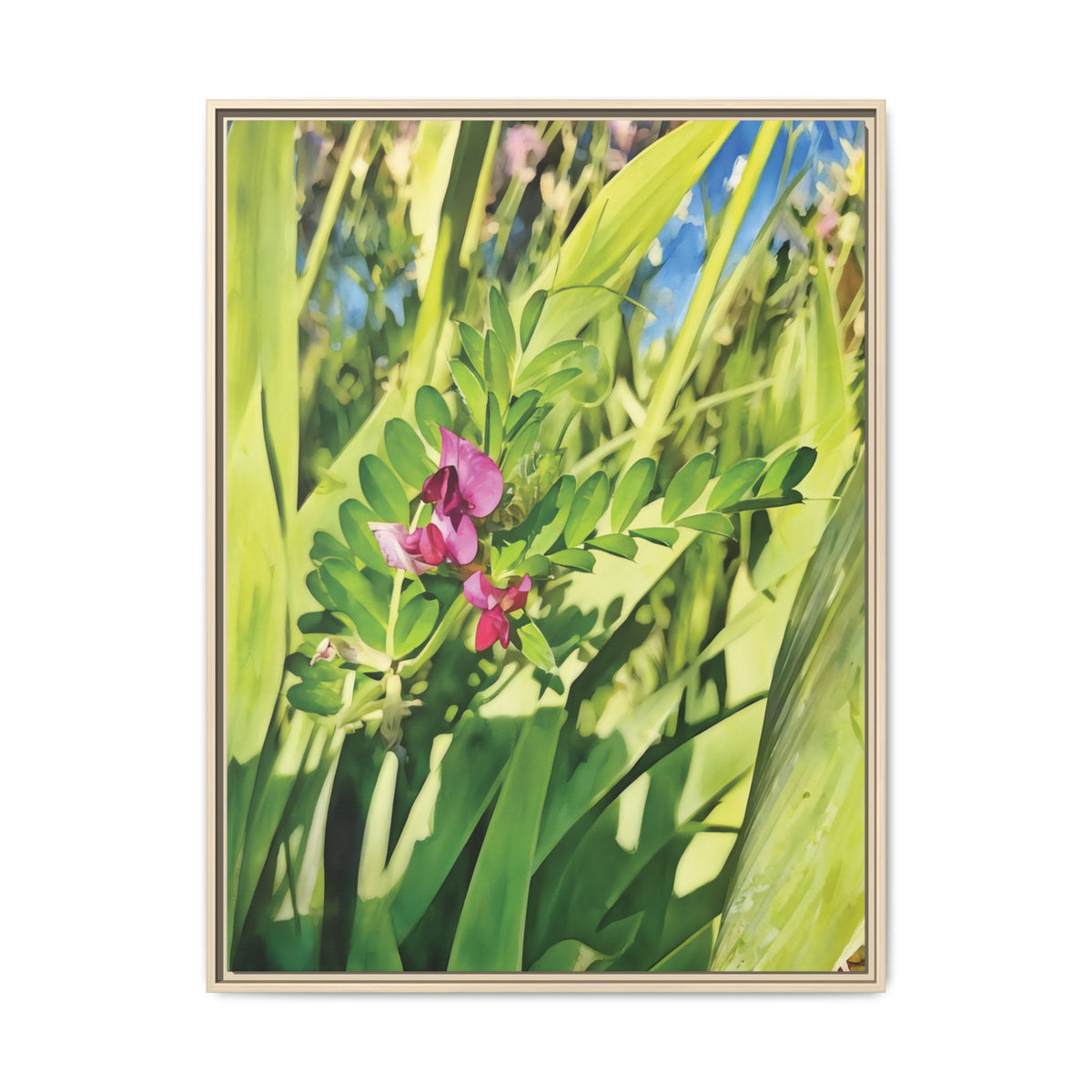Vicia Sativa | Framed Canvas