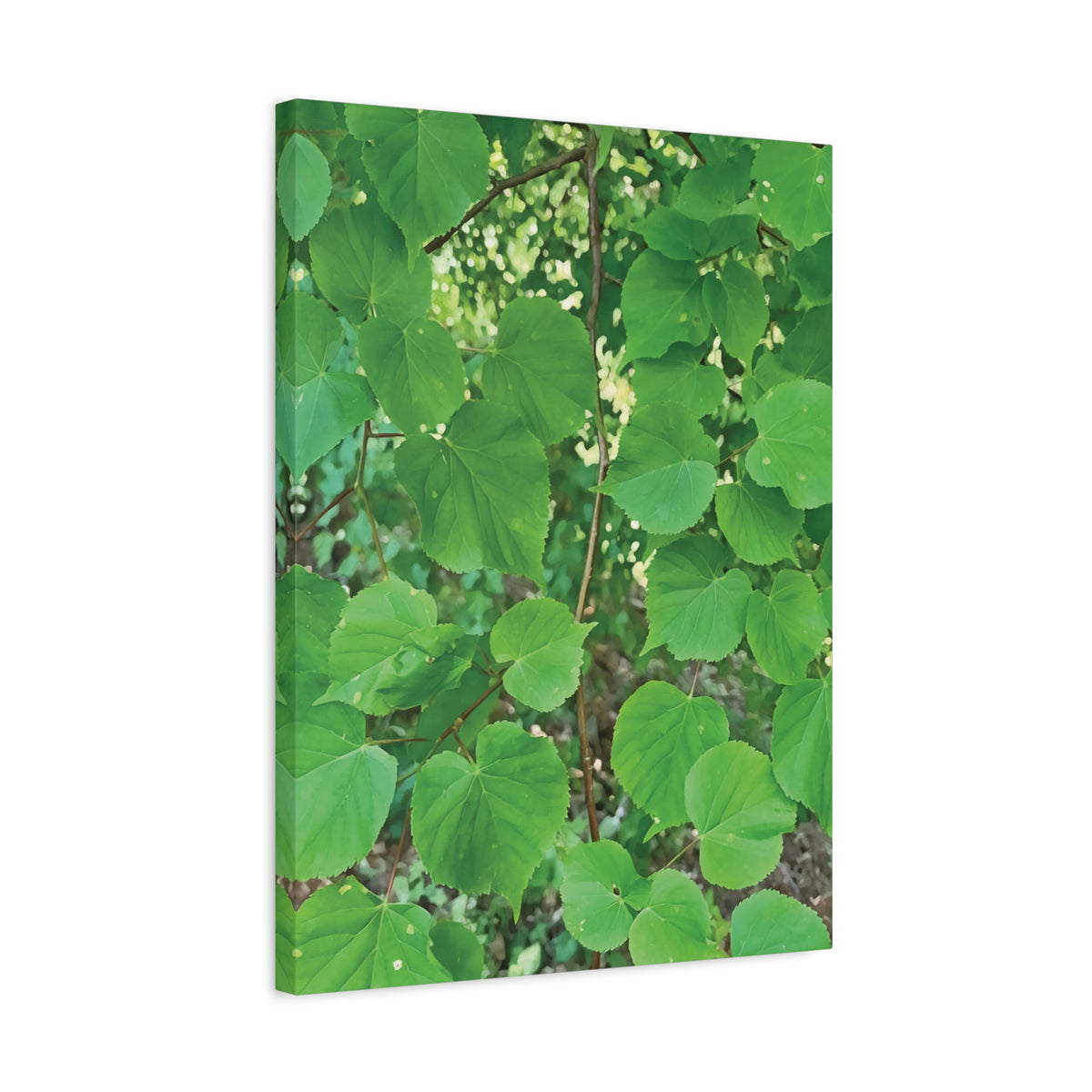 Stretched Matte Canvas - Tilia Tree Leaves
