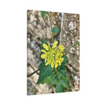 Stretched Matte Canvas - Flower of Sinapis Arvensis