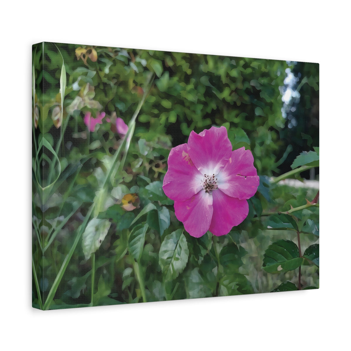 Stretched Matte Canvas - Flower of Rosa Pendulina