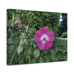 Stretched Matte Canvas - Flower of Rosa Pendulina