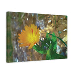 Stretched Matte Canvas - Flower of Calendula