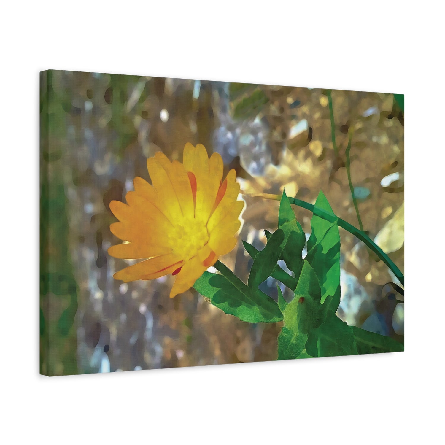 Stretched Matte Canvas - Flower of Calendula