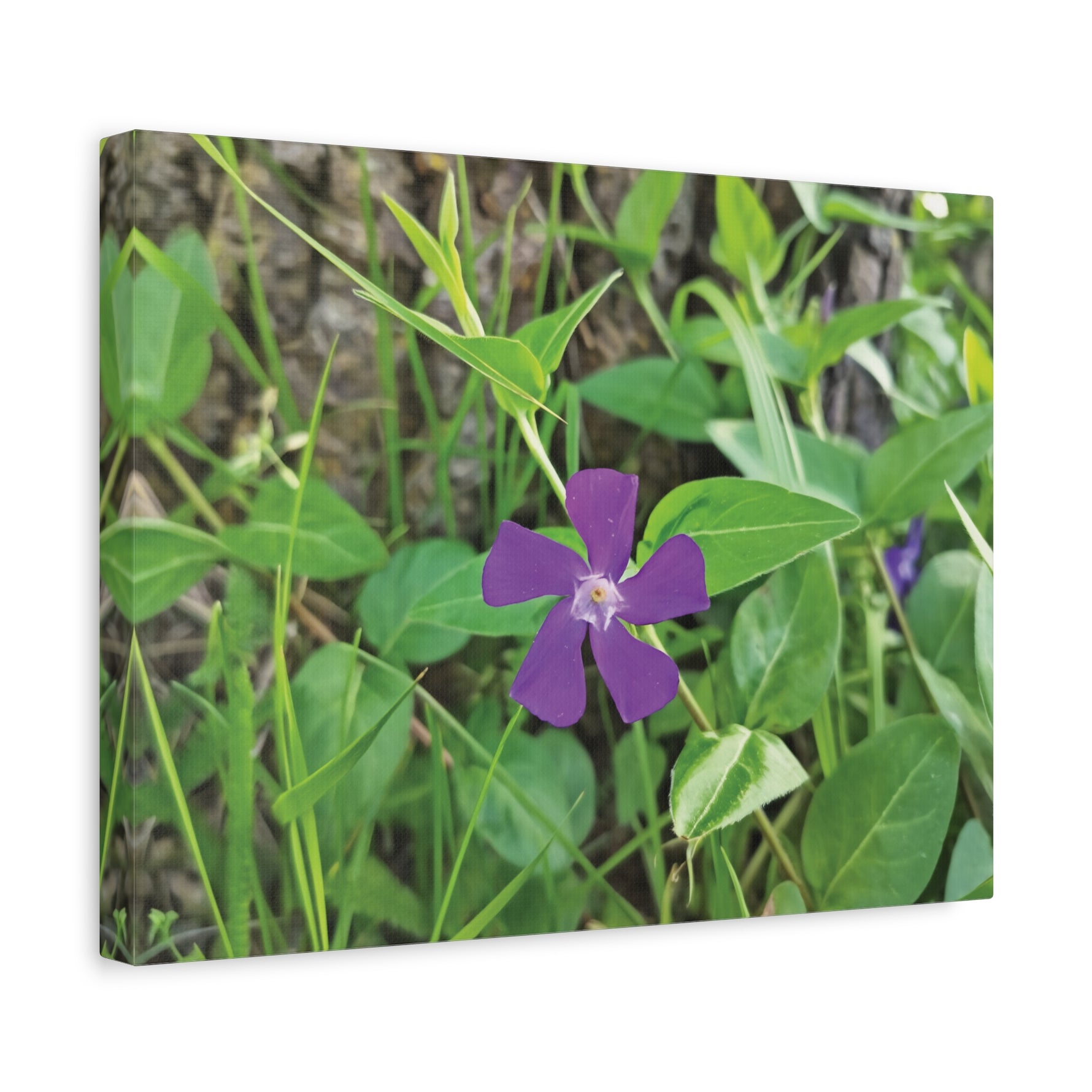 Stretched Matte Canvas - Flower of Vinca Major
