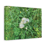 Stretched Matte Canvas - Flower of Thalictrum Aquilegiifolium