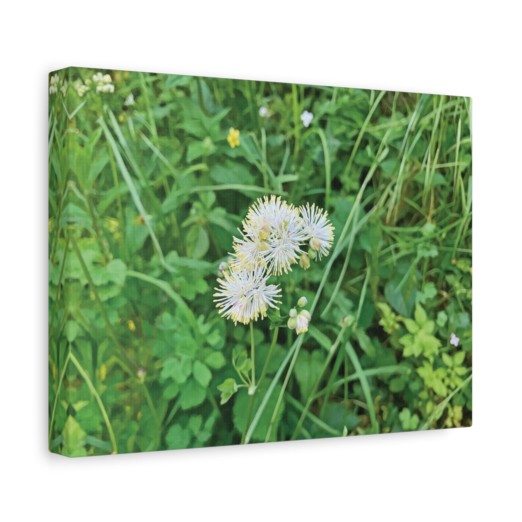 Stretched Matte Canvas - Flower of Thalictrum Aquilegiifolium