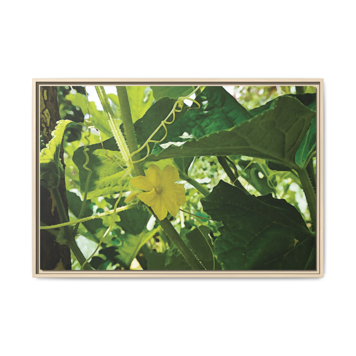 Cucumber Flower (Cucumis sativus) | Framed Canvas