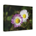 Stretched Matte Canvas - Flower of Daisies