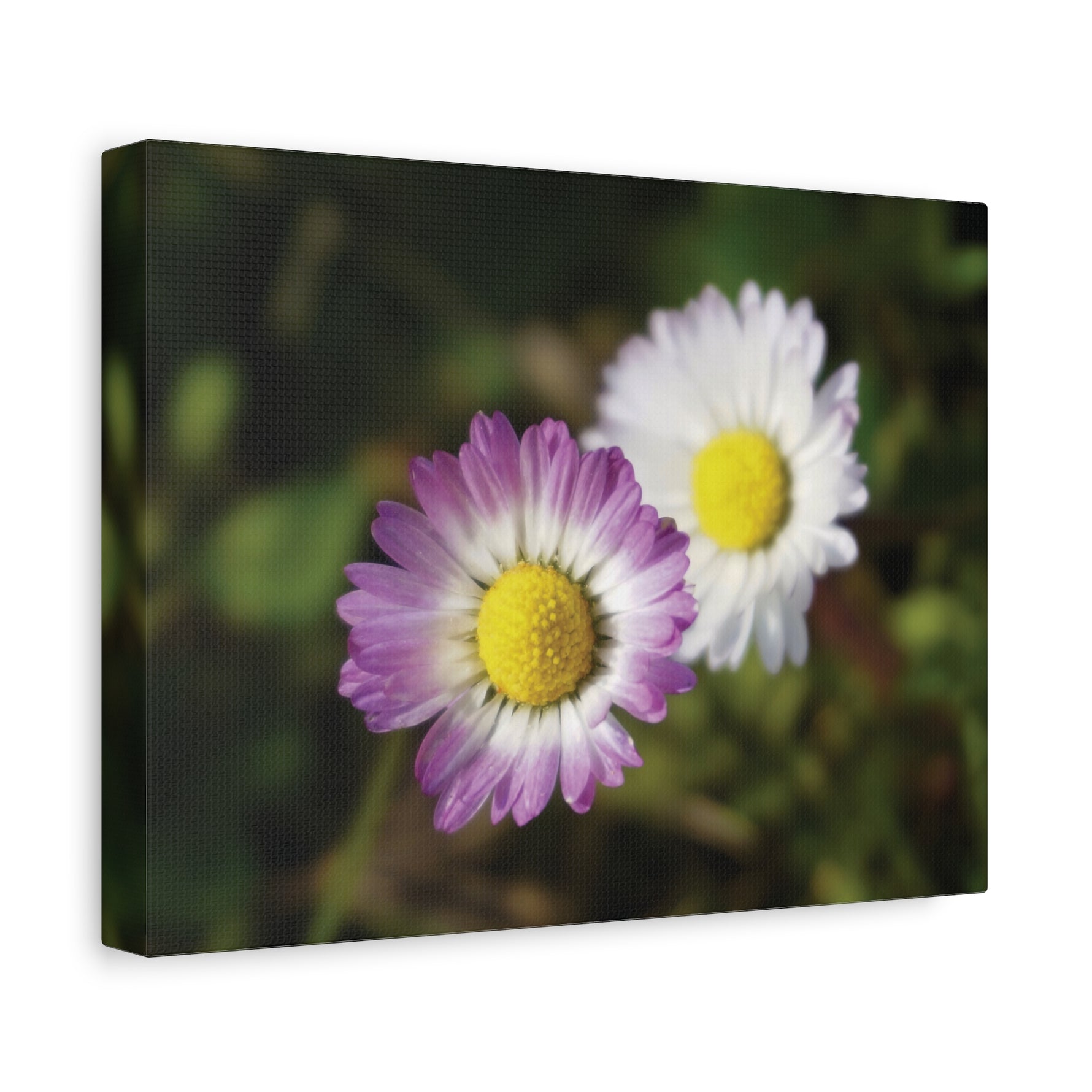 Stretched Matte Canvas - Flower of Daisies