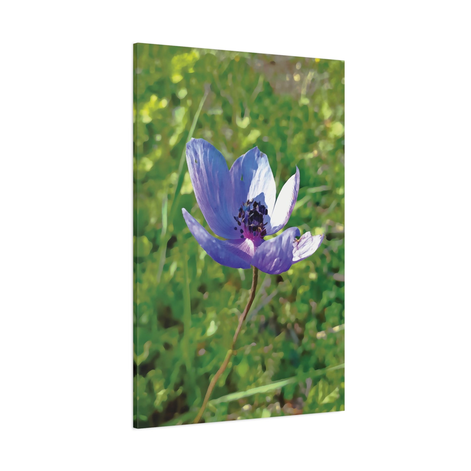 Stretched Matte Canvas - Flower of Anemone