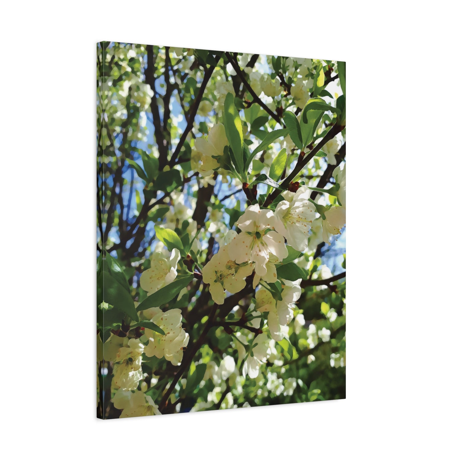 Stretched Matte Canvas - Apple's Tree Flower