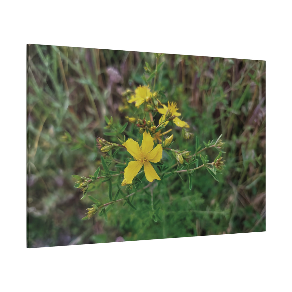 Stretched Matte Canvas - Flower of Hypericum Perforatum
