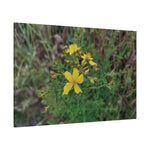 Stretched Matte Canvas - Flower of Hypericum Perforatum