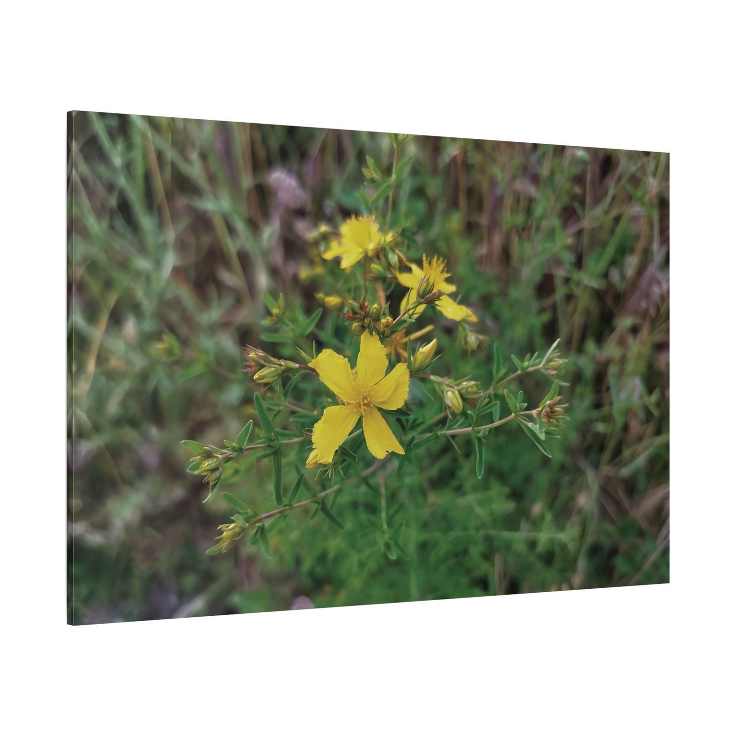 Stretched Matte Canvas - Flower of Hypericum Perforatum