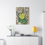 Stretched Matte Canvas - Flower of Sinapis Arvensis