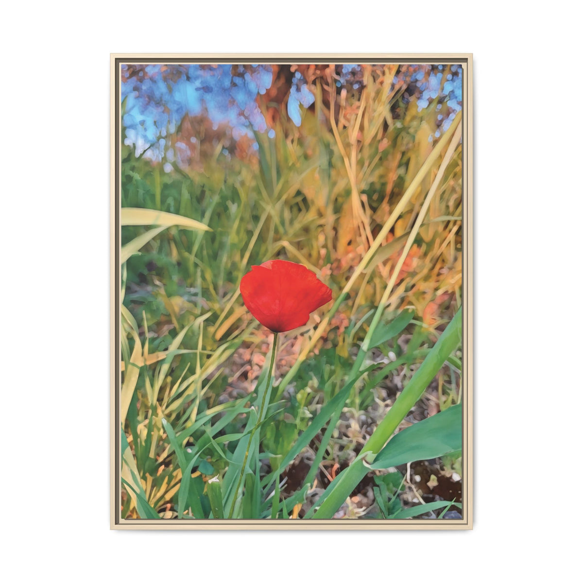 Papaver Rhoeas | Framed Canvas