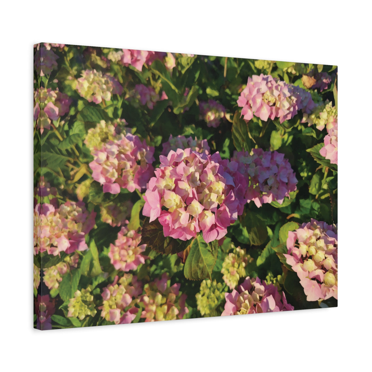 Stretched Matte Canvas - Flower of Ortensia (Pink & Yellow)