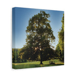 Stretched Matte Canvas - Tree in a lawn (Variant 1)