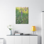 Stretched Matte Canvas - Flower of Salvia Verbenaca