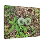 Stretched Matte Canvas - Flower of Tarassaco (Soffione)