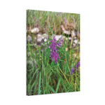 Stretched Matte Canvas - Flower of Vicia