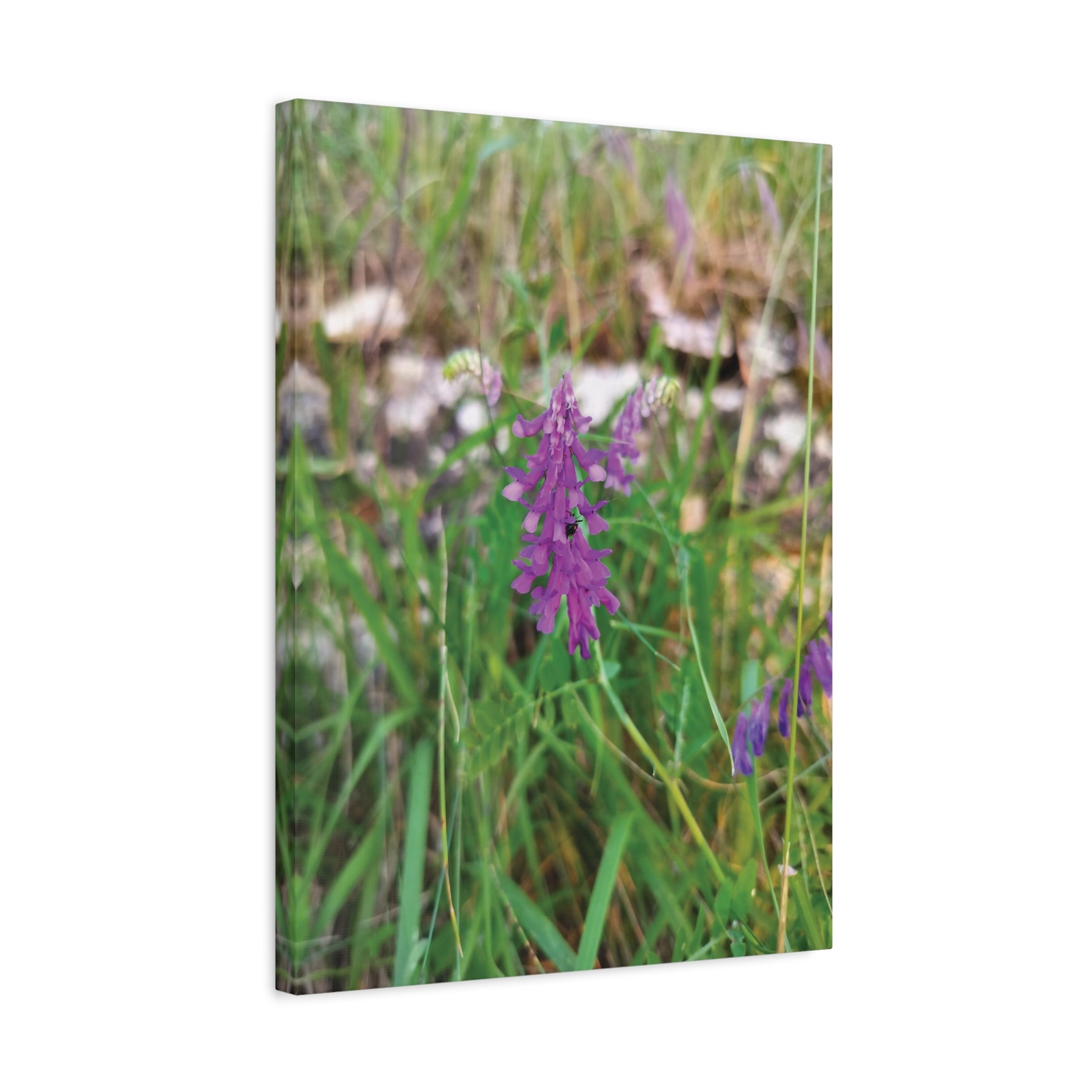 Stretched Matte Canvas - Flower of Vicia
