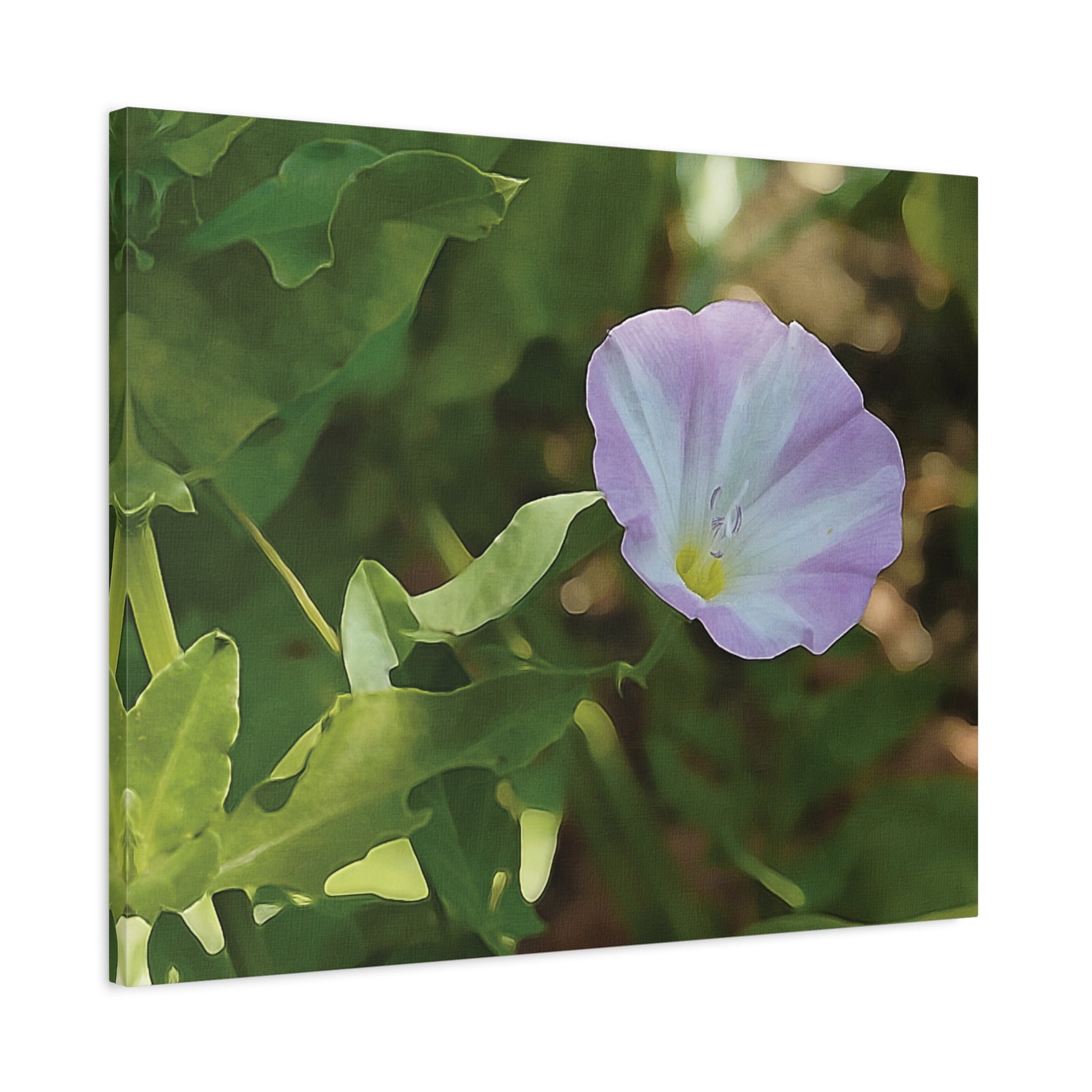 Stretched Matte Canvas - Flower of Convolvulus Arvensis/Vilucchio
