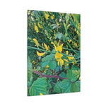 Stretched Matte Canvas - Flower of Spartium Junceum