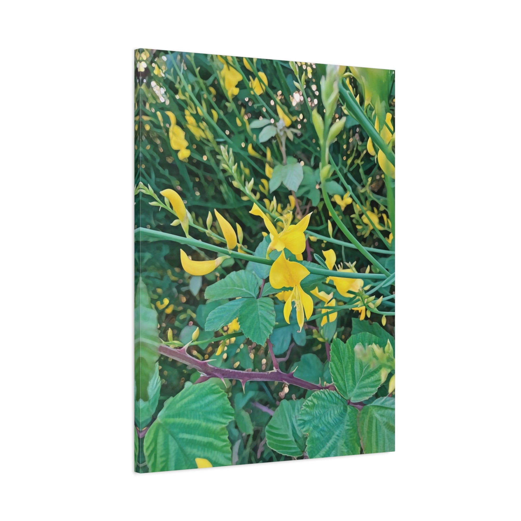 Stretched Matte Canvas - Flower of Spartium Junceum