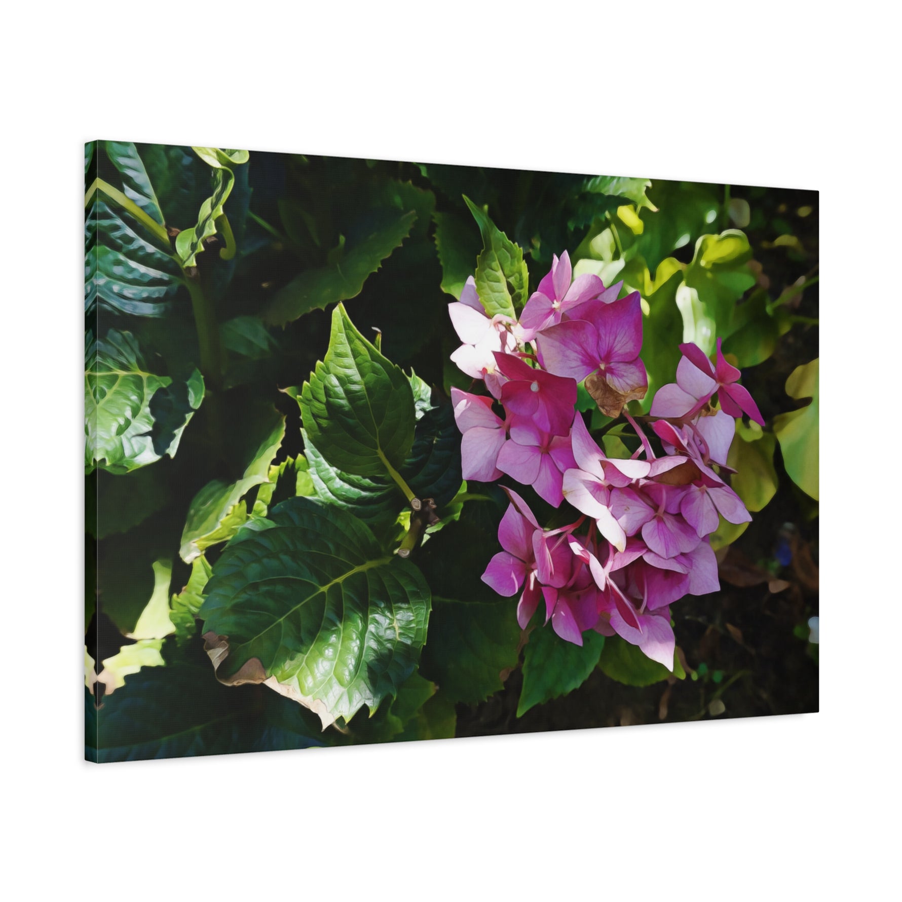 Stretched Matte Canvas - Flower of Ortensia/Hydrangea Macrophylla