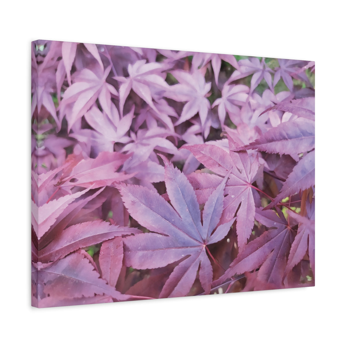 Stretched Matte Canvas - Acer Palmatum's Leaves