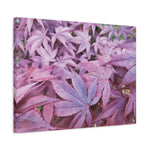 Stretched Matte Canvas - Acer Palmatum's Leaves