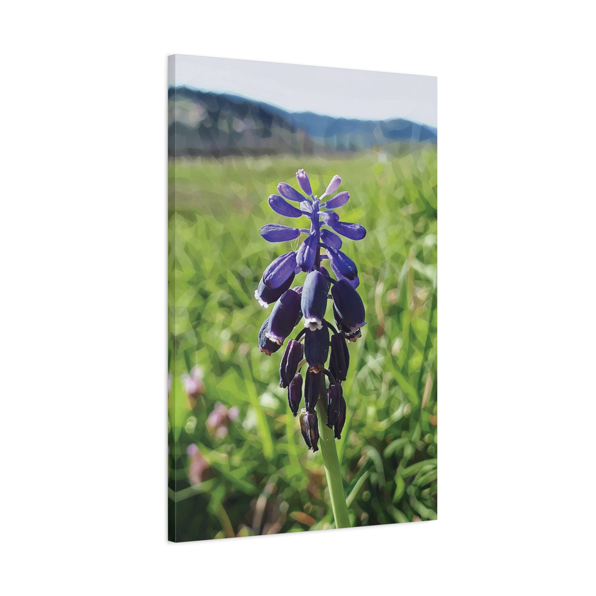 Stretched Matte Canvas - Poly Art - Flower of Muscari