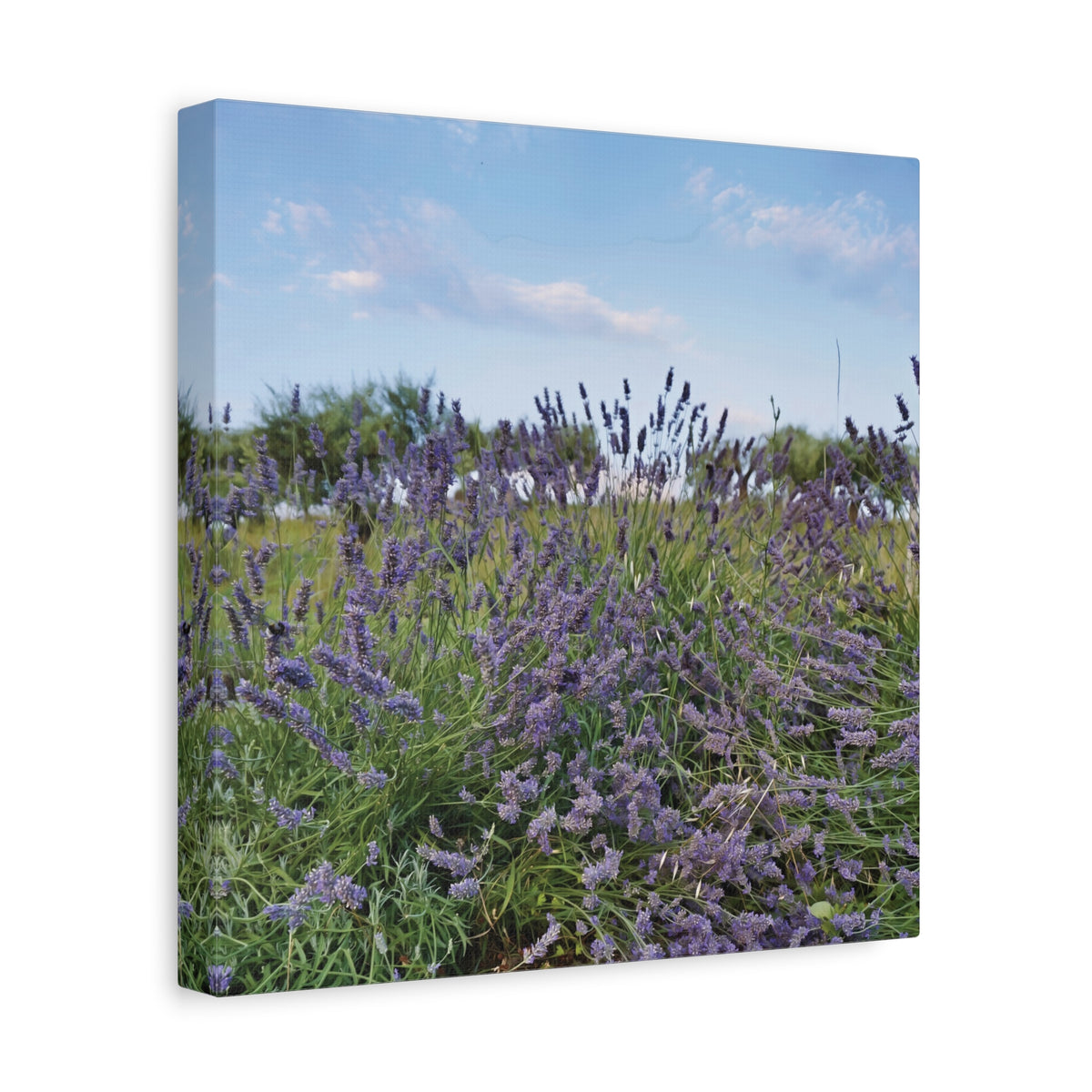 Stretched Matte Canvas - Flower of Lavender (Variant 1)