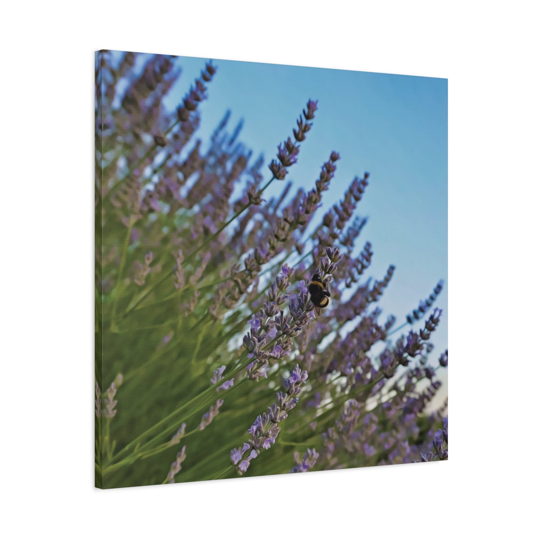 Stretched Matte Canvas - Flower of Lavender with Bombus Insect (Variant 1)