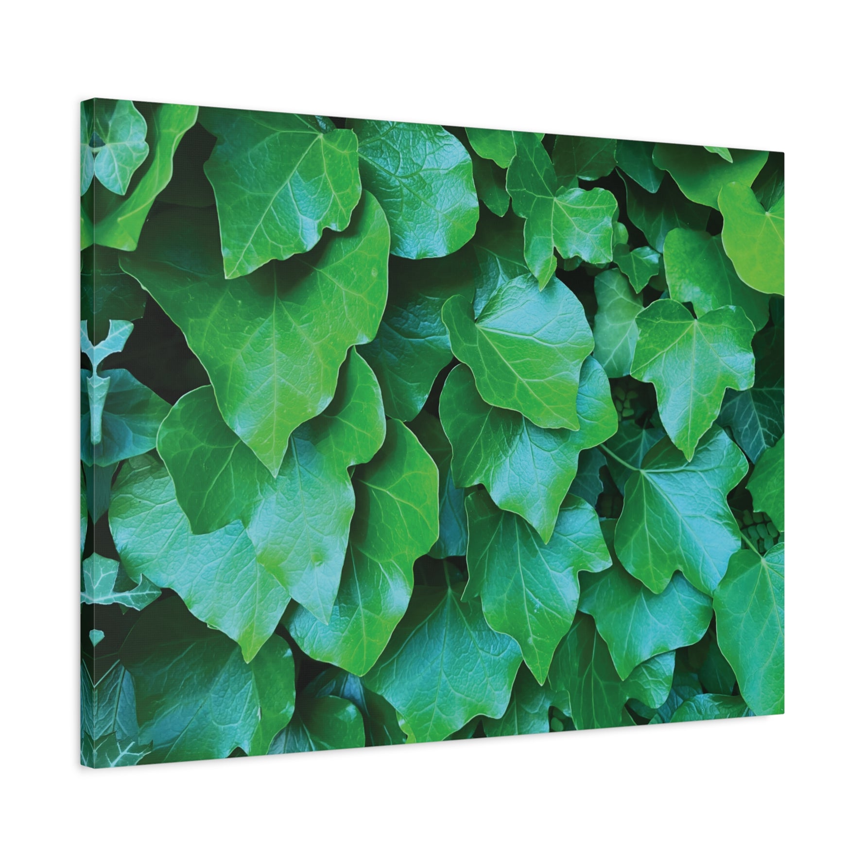 Stretched Matte Canvas - Hedera Helix Leaves