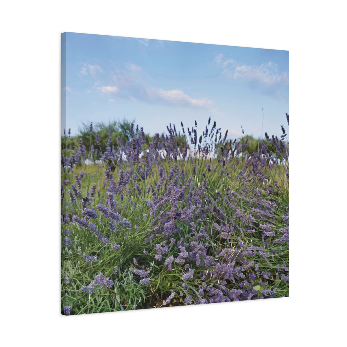 Stretched Matte Canvas - Flower of Lavender (Variant 1)