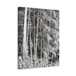 Stretched Matte Canvas - Bamboo (B&W variant)