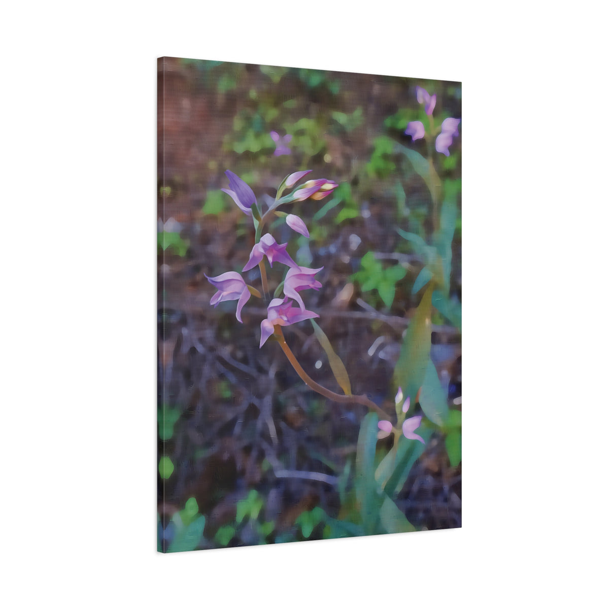 Stretched Matte Canvas - Flower of Cephalanthera Rubra