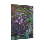 Stretched Matte Canvas - Flower of Cephalanthera Rubra