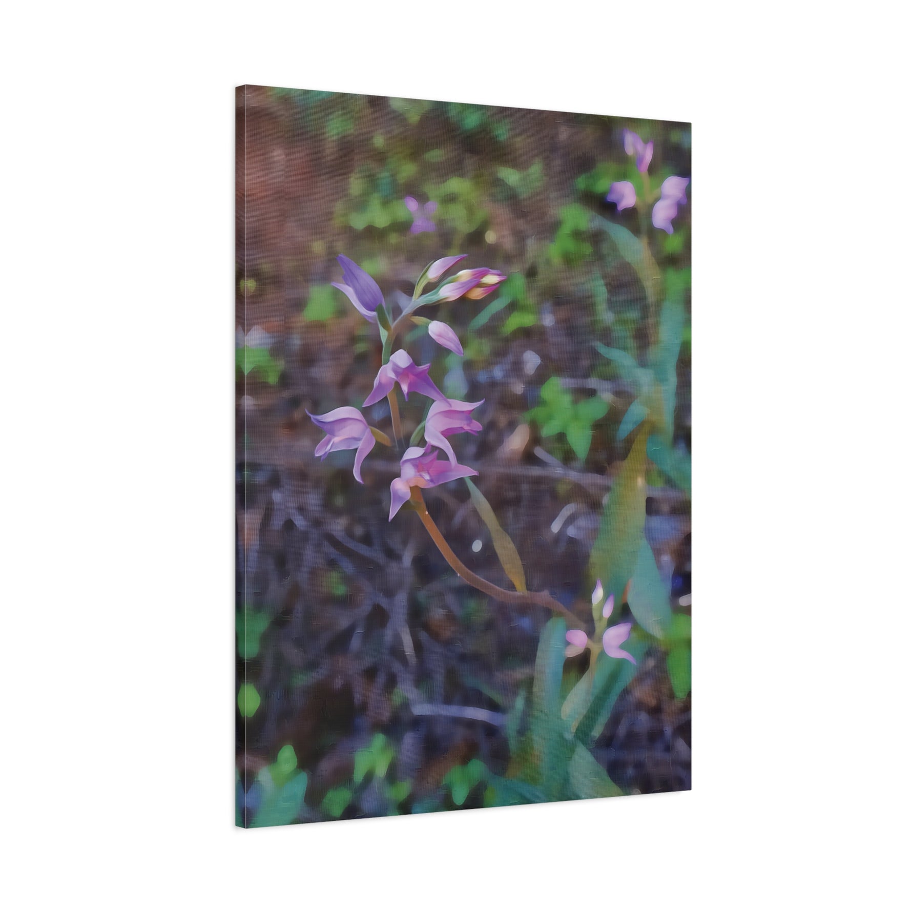 Stretched Matte Canvas - Flower of Cephalanthera Rubra
