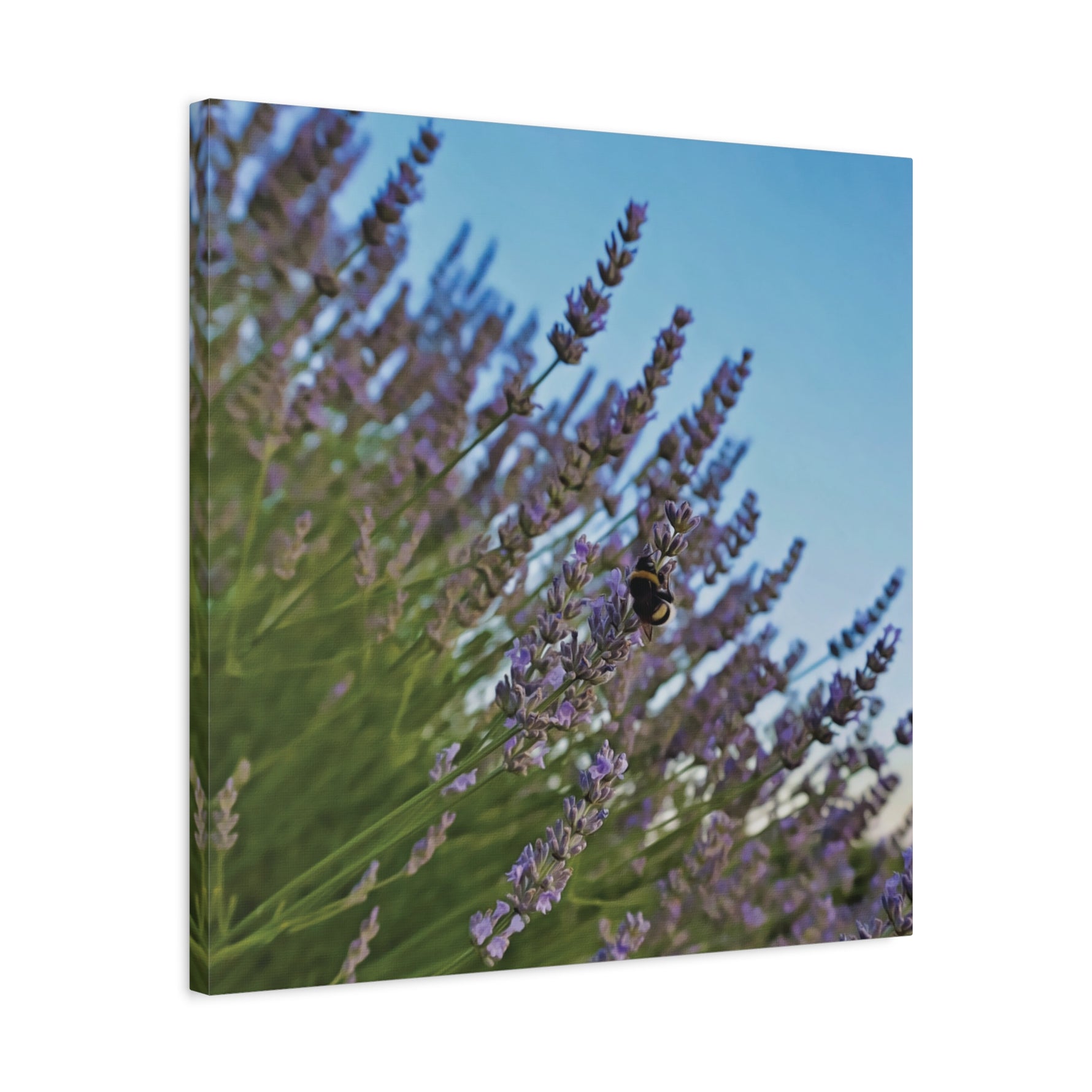 Stretched Matte Canvas - Flower of Lavender with Bombus Insect (Variant 1)