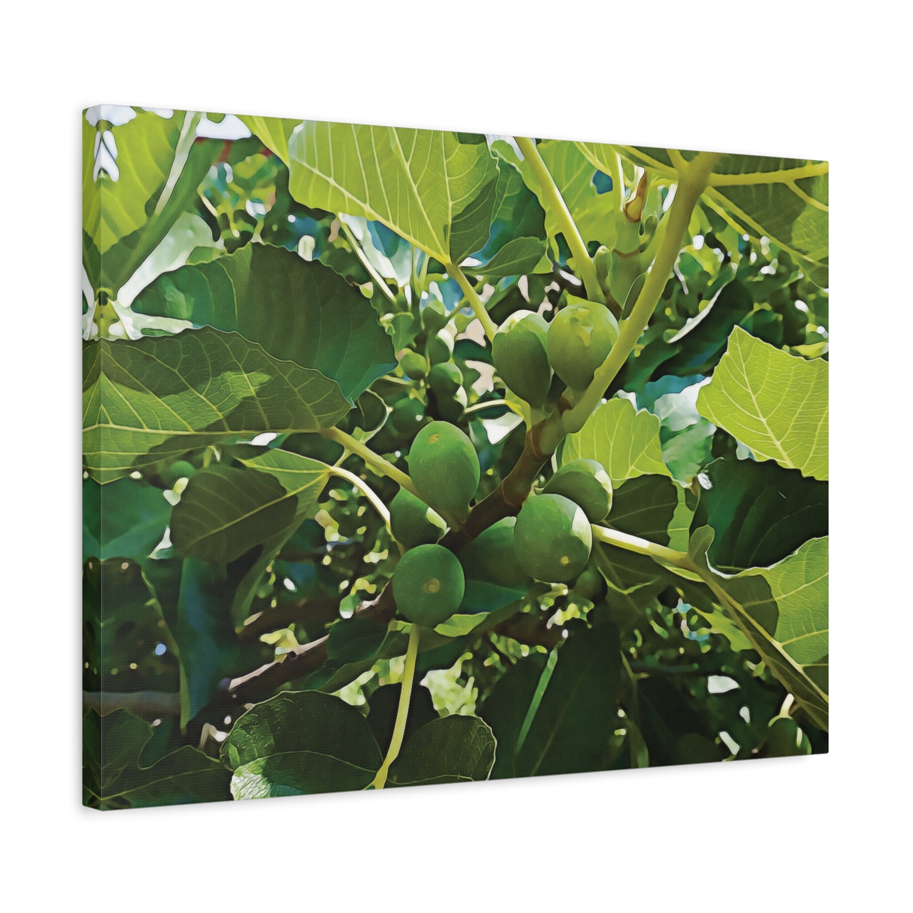 Stretched Matte Canvas - Fig's Plant