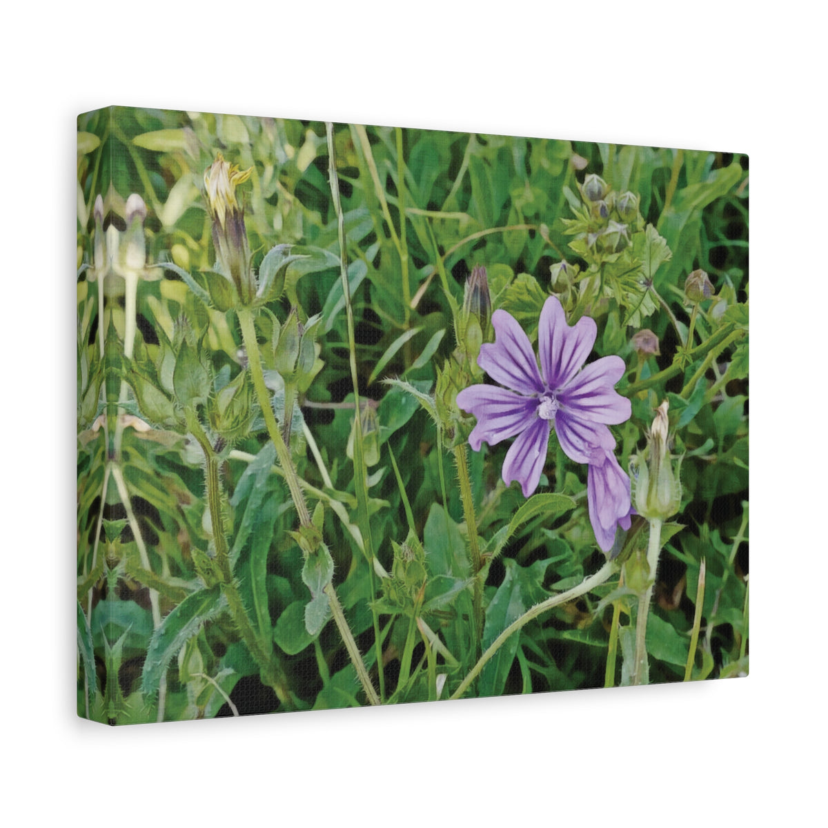 Stretched Matte Canvas - Flower of Malva Sylvestris