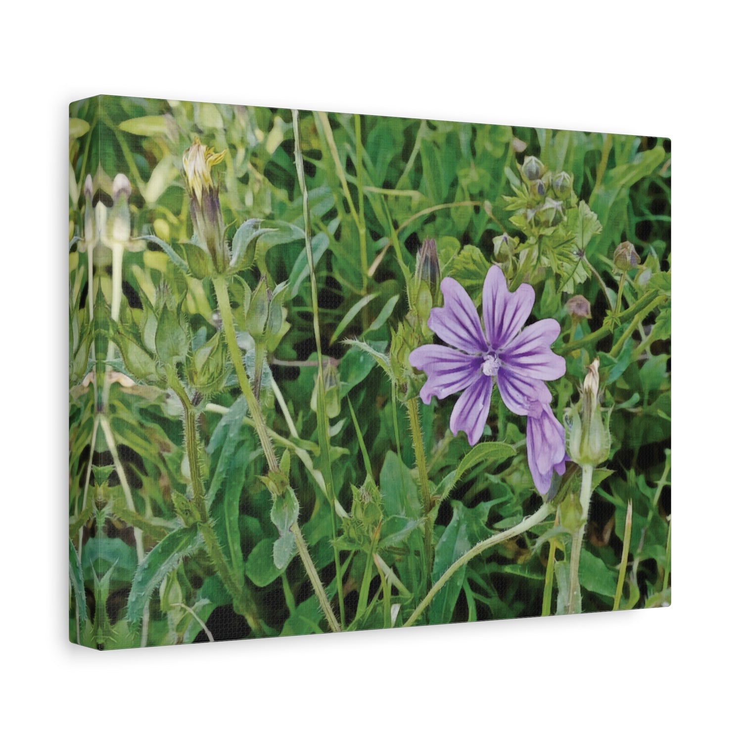 Stretched Matte Canvas - Flower of Malva Sylvestris