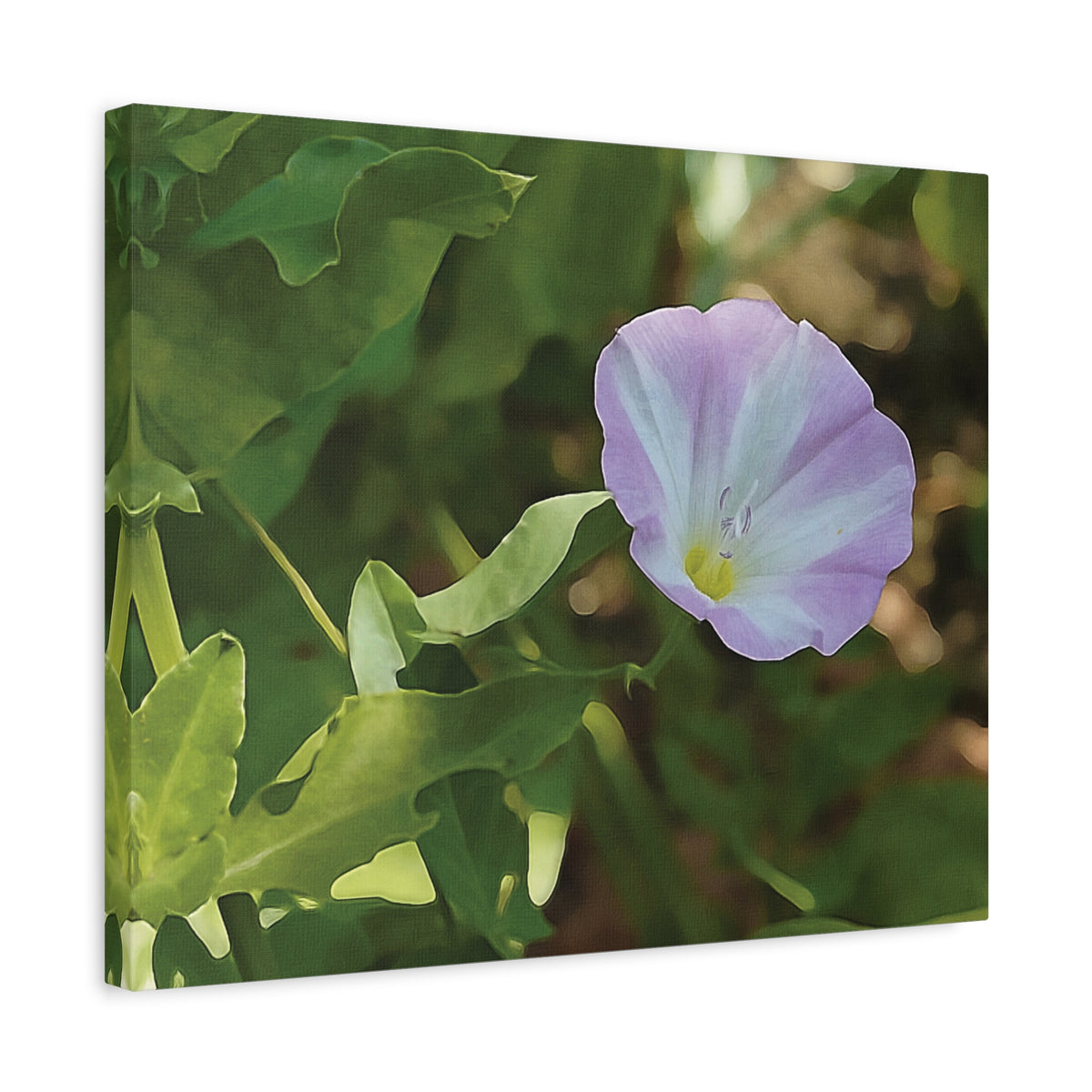 Stretched Matte Canvas - Flower of Convolvulus Arvensis/Vilucchio