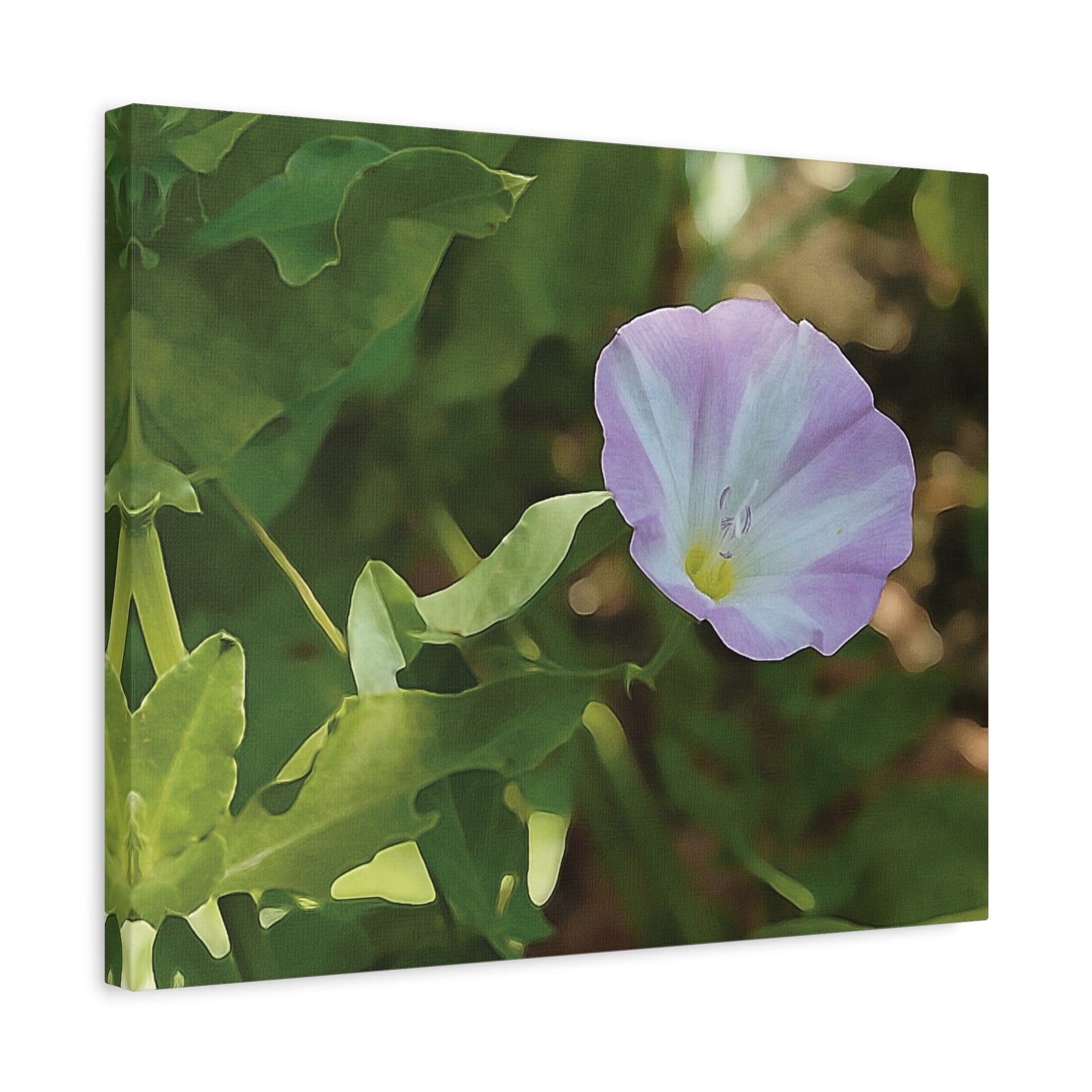 Stretched Matte Canvas - Flower of Convolvulus Arvensis/Vilucchio